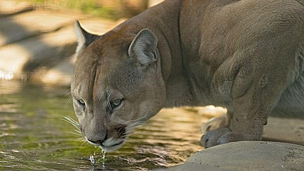 Cougar mauls cyclists, kills one in Washington Cougar mauls cyclists, kills one in Washington
