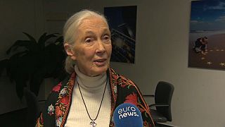 La primatóloga Jane Goodall defiende otra manera de vivir
