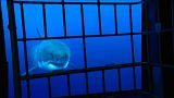 Europe's largest aquarium opens in France