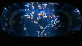 Nausicaá : plongée dans le plus grand aquarium d'Europe