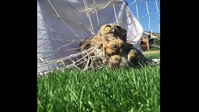 Owl freed from football net