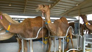 تولید شیر شتر صنعتی با فرمول ویژه نوزادان در امارات