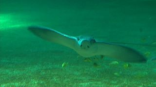 Nausicaā: egyre nagyobb Európa legnagyobb akváriuma