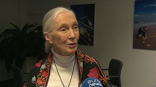Jane Goodall: An die Konsequenzen unserer Entscheidungen zu denken wird die Welt verbessern