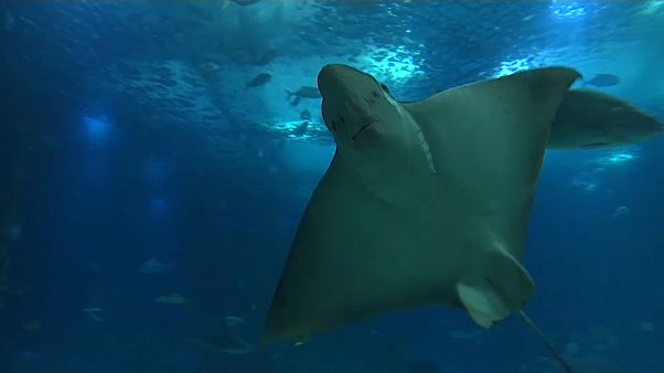 Oceanário de Lisboa celebra 20º aniversário Oceanário de Lisboa celebra 20º aniversário