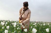 Iszonyatos mértékben nő a mákföldek területe Afganisztánban