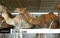 Emirats arabes unis : bientôt du lait de chamelle dans les biberons ?