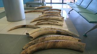 Ivory elephant tusks recovered from poachers