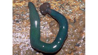 A Diversibipalium 'blue' in Mayotte.