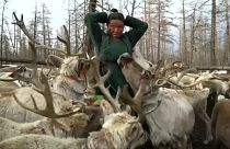 Die Dhuka in der Mongolei: Traditionen in Gefahr