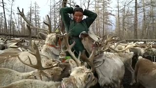 Die Dhuka in der Mongolei: Traditionen in Gefahr