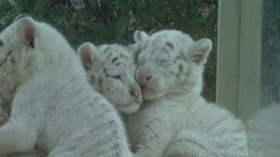 Ötösiker fehér tigrisek