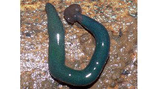 Seit 20 Jahren unbemerkt: Riesenwürmer mit Hammerkopf in Frankreich entdeckt