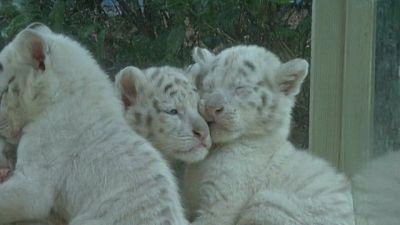 5 Tiger-Babys entzücken Besucher in China