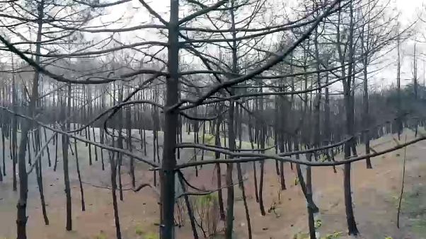Çevreciler AB'ye dava açıyor Çevreciler AB'ye dava açıyor