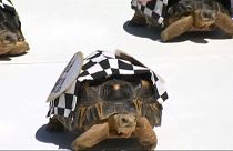 Carrera de tortugas en Indianápolis