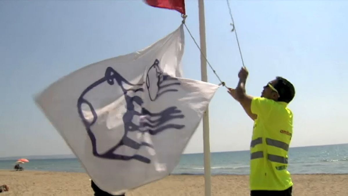 Physalia physalis, la 'carabela' que España no quiere en sus playas