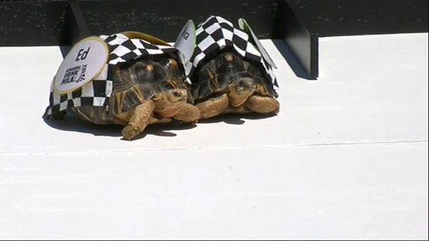 Le tartarughe scaldano i motori Le tartarughe scaldano i motori