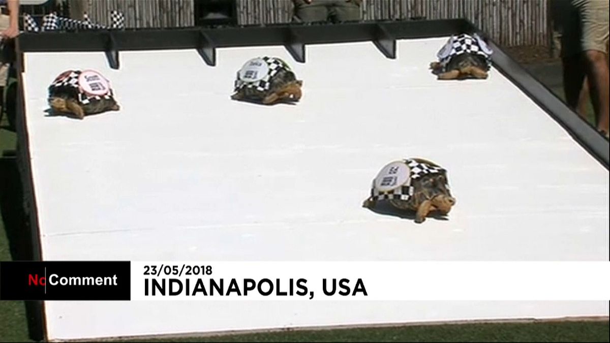 Etats-Unis : des tortues sur la ligne de départ à Indianapolis