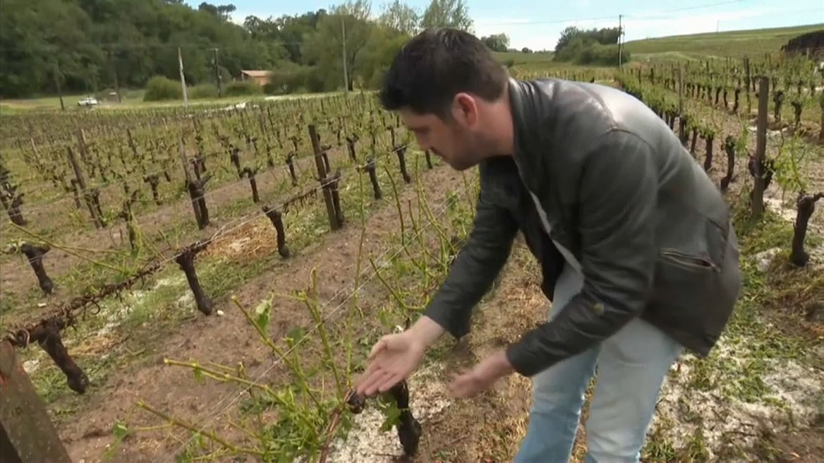 France : grêle violente dans le Sud-ouest, des vignobles ravagés 