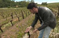 France : grêle violente dans le Sud-ouest, des vignobles ravagés
