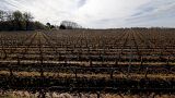 El granizo destroza miles de hectáreas de viñedos en Francia