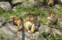 Kalkık burunlu maymunlar Çin'in gözdesi oldu