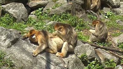 Kalkık burunlu maymunlar Çin'in gözdesi oldu