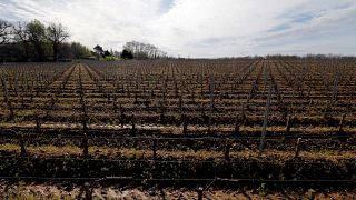 Weinreben in Bordeaux