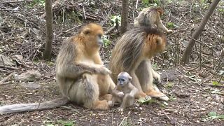 Affen sind Touristenattraktion in China
