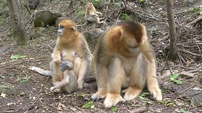 Chine : ici les singes jouent avec les visiteurs