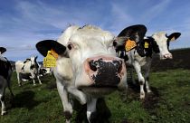 Abate de milhares de vacas na Nova Zelândia 