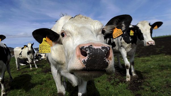 Abate de milhares de vacas na Nova Zelândia Abate de milhares de vacas na Nova Zelândia