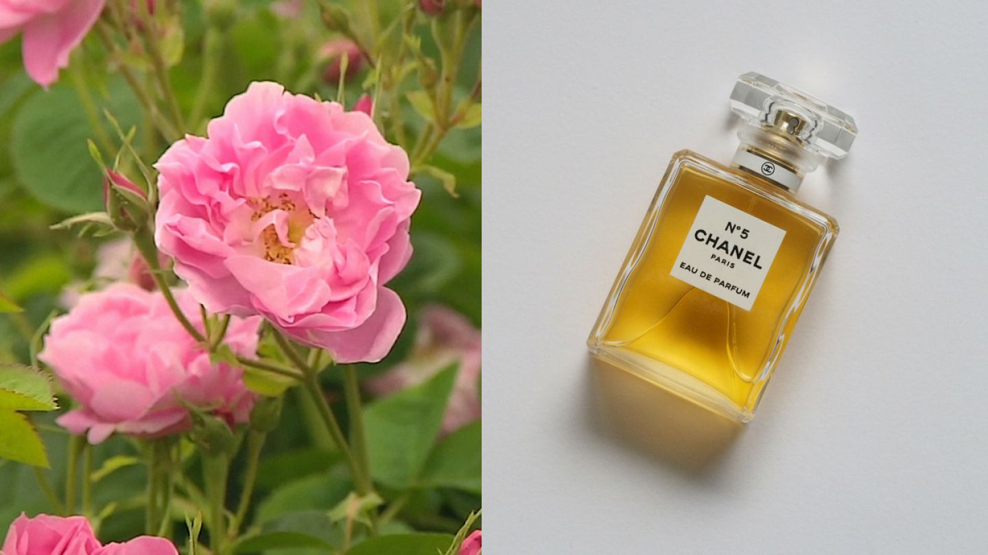 The Flowers that Make Chanel No. 5