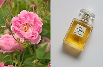 The unique flower behind Chanel No 5