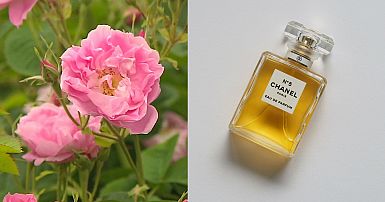 Chanel No.5's secret - Biodynamic Roses! - Biodynamic Association