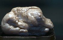 "The Sleeping Lion" pearl