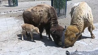 New births at Belgrade zoo