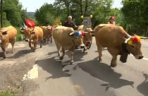 موسم استجمام سنوي جنوب فرنسا لـ "قطيع الأبقار"!