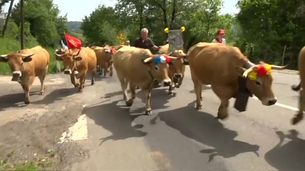 موسم استجمام سنوي جنوب فرنسا لـ "قطيع الأبقار"! موسم استجمام سنوي جنوب فرنسا لـ "قطيع الأبقار"!