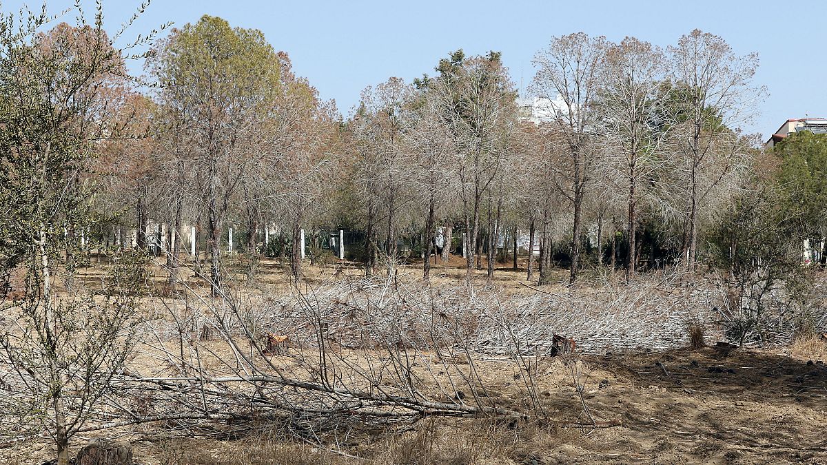Η κλιματική αλλαγή ίσως φέρει περισσότερους καύσωνες, ξηρασία και νέες ασθένειες στην Κύπρο 