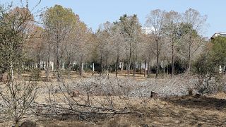 Η κλιματική αλλαγή ίσως φέρει περισσότερους καύσωνες, ξηρασία και νέες ασθένειες στην Κύπρο