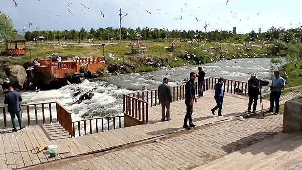Van'da inci kefalinin göç yolculuğu Van'da inci kefalinin göç yolculuğu
