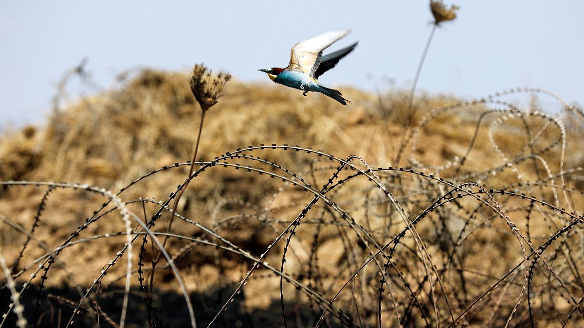 Barbed wire fence between Israel and Gaza