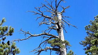 Το γηραιότερο δέντρο της Ευρώπης που «έκλεψε» τον τίτλο από τον ελληνικό «Άδωνι»