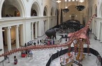 Watch: Biggest dinosaur ever found gets put back together