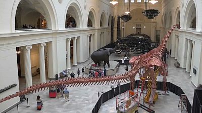 ویدئوی تایم‌لپس ساخت اسکلت بزرگترین دایناسور