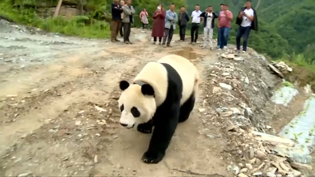 Гигантская панда прогулялась по деревне
