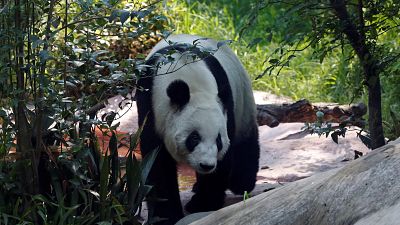 Nez-à-nez avec un panda géant