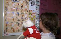 Gato adivinho dá palpites para o Mundial 2018